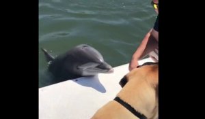 Un dauphin veut faire un bisou à un chien