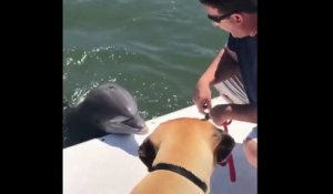 Quand un dauphin veut faire un câlin à un chien
