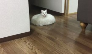 Chat Roomba