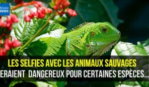 Les selfies avec les animaux sauvages seraient très dangereux pour certaines espèces...