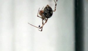 Cette araignée a peur des araignées!