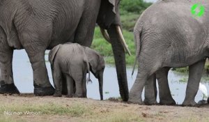 Naissance de jumeaux éléphanteaux. Première mondiale