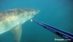 Un plongeur tombe nez-à-nez avec un grand Requin Blanc!