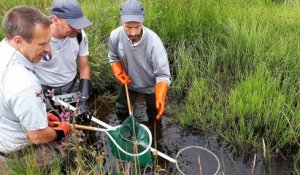 Pêche scientifique dans la réserve de Chastreix-Sancy