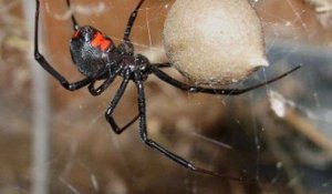 Une araignée femelle capture une araignée male après s’être accouplée. Incroyable