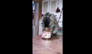 Oui les chats aiment le nutella