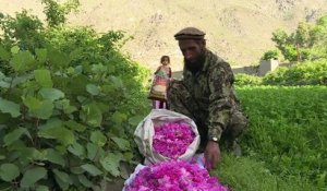 Guns & Roses: un parfum de succès dans l'est de l'Afghanistan