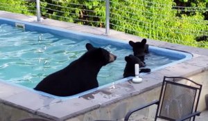 Une maman ours et ses petits viennent se rafraîchir dans une piscine