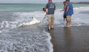 Des touristes sauvent un bébé grand requin blanc à Capistrano Beach, Californie