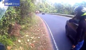 Un motard tombe sur un éléphant au milieu de la route