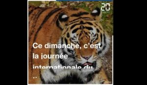 Journée internationale du tigre: SOS animal en danger !