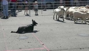 VIDEO. Journée du mouton à Saint-Benoît-du-Sault : dans les pas de Joss, chien de troupeau