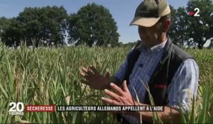 Sécheresse : Les agriculteurs allemands appellent à l'aide