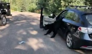 Ce qu'il se passe quand un ours est coincé dans une voiture...