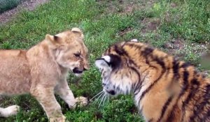Adorable : un bébé lion et un bébe tigre se chamaillent comme des enfants