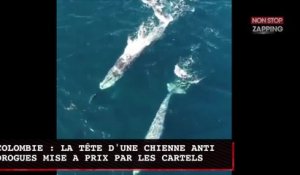 Océan pacifique : des baleines suivent des dauphins, les images incroyables (Vidéo)