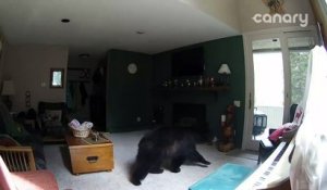 Cet ours rentre dans une maison et se met à jouer du piano