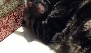 Ce chat.. fait un câlin à un rat ! Et des léchouilles !