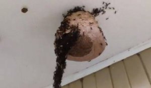 Les fourmis construisent un pont pour attaquer un nid de guêpes