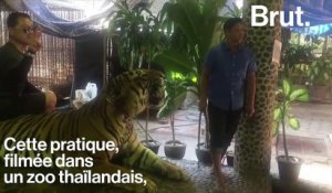 En Thaïlande, des selfies de tigres créent la polémique