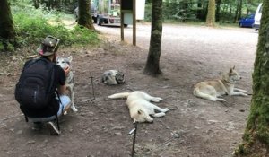 Cani-rando avec des Huskies