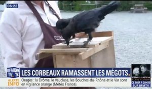 Au Puy du Fou, les corbeaux sont dressés pour ramasser les mégots