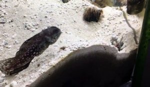 Une grosse bagarre entre deux poissons dans un aquarium !