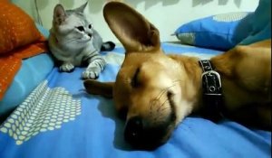 Les chats sont vraiment des fourbes! Pauvre chien qui dort...