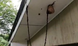 Quand une colonie géante de fourmis attaque un nid de guêpes