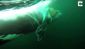 La marine du Chili sauve une baleine coincée dans des filets de peche