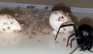 Il trouve une veuve noire et ses milliers de petits piégés dans la colle à fourmis