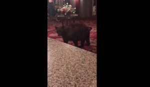 Un ours curieux rentre dans un hotel