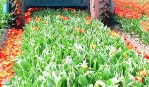 Regardez comment sont cultivées et ramassées les tulipes en hollande