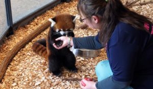 Ce panda roux est tellement adorable... Une vraie peluche