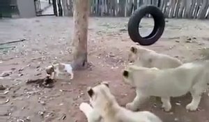 Un bébé chien Jack Russell tient tête à 3 lionceaux