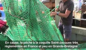 La guerre de la coquille saint Jacques fait rage en Normandie