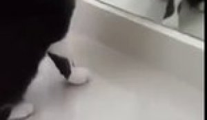 Ce Chien Qui Se Voit Dans Un Miroir S Attaque Lui Meme Sur Orange Videos
