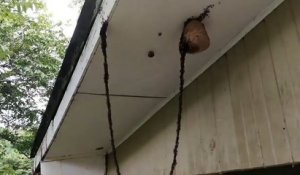 Un million de fourmis à l'attaque d'un nid de guêpes