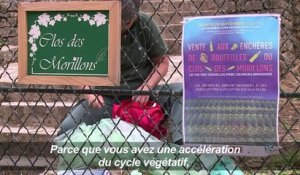 A Paris, initiation aux vendanges pour citadins en mal de nature