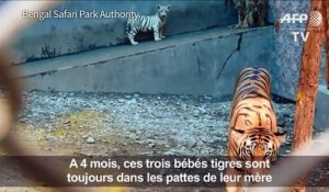 Inde: le Bengal Safari Park bichonne ses bébés tigres