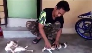 Regardez comment il arrive à calmer les chatons... Technique incroyable