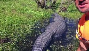 Il s'amuse avec un énorme alligator en Nouvelle Orléans