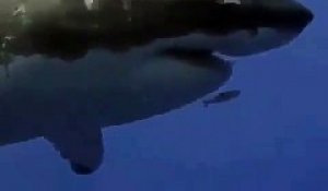 Un petit poisson intrépide nage devant la gueule d'un grand requin blanc