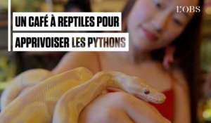 Au Cambodge, un café à reptiles pour faire la paix avec les serpents