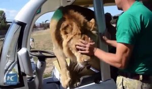 Un lion rentre dans la voiture de touristes dans un zoo !