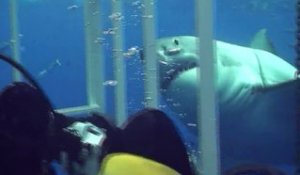 Un grand requin blanc frôle la cage d'un plongeur au large de Guadalupe - Mexique