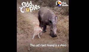 Un chat et un bébé rhinocéros sont meilleurs amis