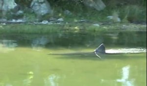 Il filme un grand requin blanc dans une rivière du Massachusetts