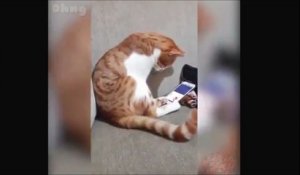 La Reaction De Ce Chat Quand Son Maitre Eternue Est Enorme Sur Orange Videos