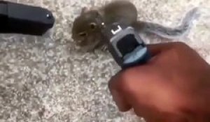 Des jeunes jouent à menacer un écureuil avec des pistolets